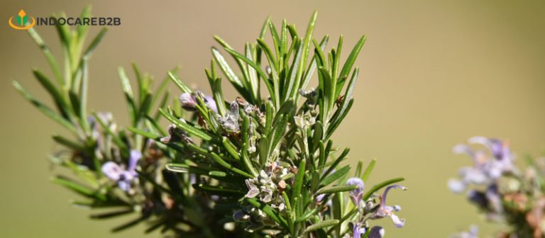 11 Manfaat Rosemary yang Tersedia dalam Suplemen Kesehatan